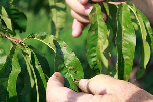 Bacteria spot is very common on most peaches and nectarines to some extent. Leaves are infected by the bacteria often by wind-brown sand. Fruit can also be affected too in more severe cases. There is really no cure and control can be difficult for the back yard grower. Keeping trees in sodded areas helps to reduce the amount of wind blown debris that can spread the disease.